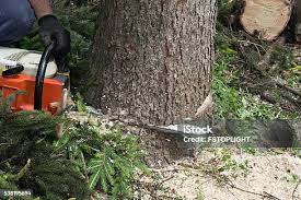 Best Leaf Removal  in Glenn Heights, TX