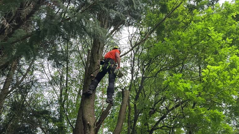 Best Tree Risk Assessment  in Glenn Heights, TX