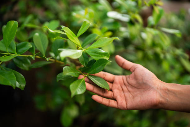 How Our Tree Care Process Works  in  Glenn Heights, TX