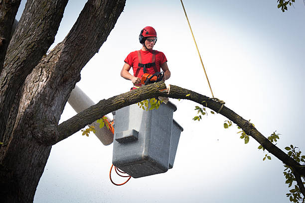 How Our Tree Care Process Works  in  Glenn Heights, TX